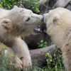 Polar Bear > Polar Vortex: Cuomo Announces New $14 Million Polar Bear Habitat At Buffalo Zoo